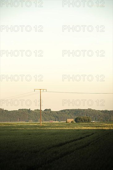 Electric pylon in morning light on green field with forest and clear sky