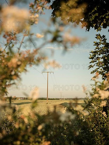 Electric pylon in morning light on green field with forest and clear sky