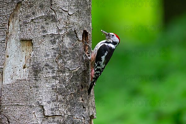 Middle Spotted Woodpecker