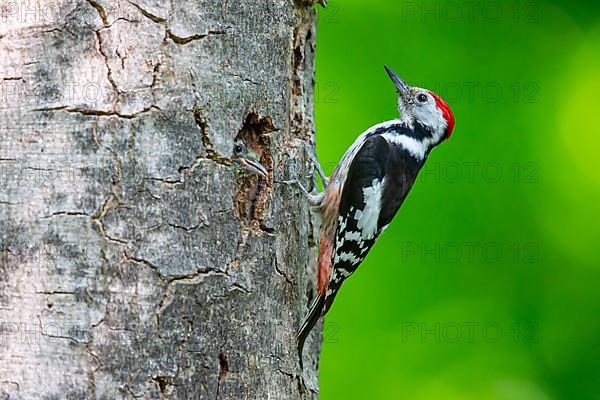 Middle Spotted Woodpecker