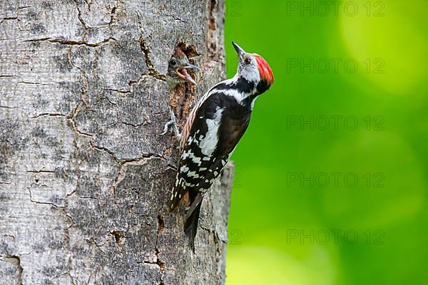 Middle Spotted Woodpecker