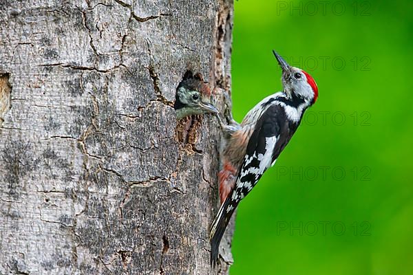 Middle Spotted Woodpecker