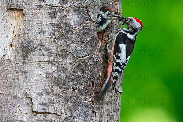 Middle Spotted Woodpecker