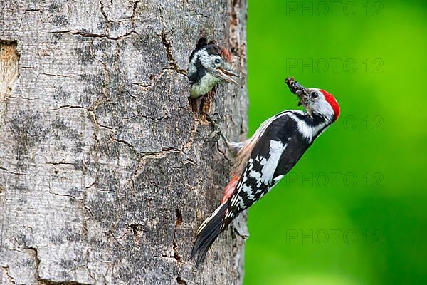 Middle Spotted Woodpecker