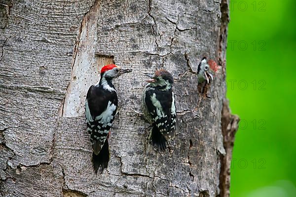 Middle Spotted Woodpecker