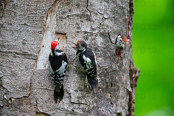 Middle Spotted Woodpecker