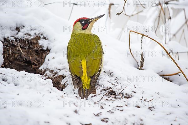 European green woodpecker