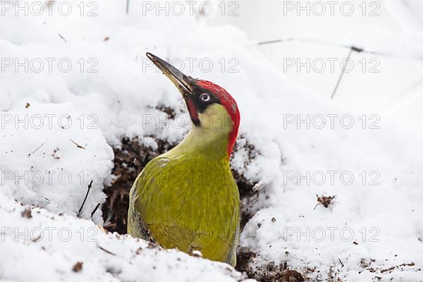 European green woodpecker