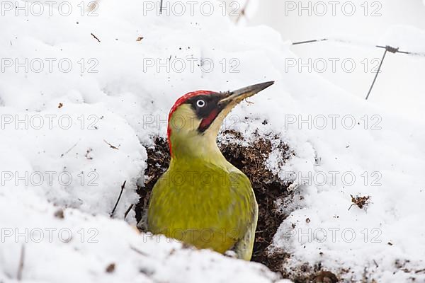 European green woodpecker