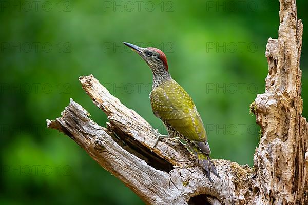 European green woodpecker