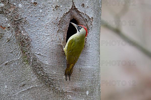 European green woodpecker