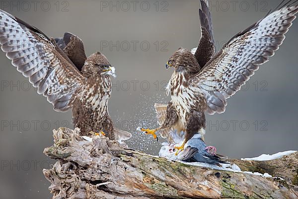 Steppe buzzard