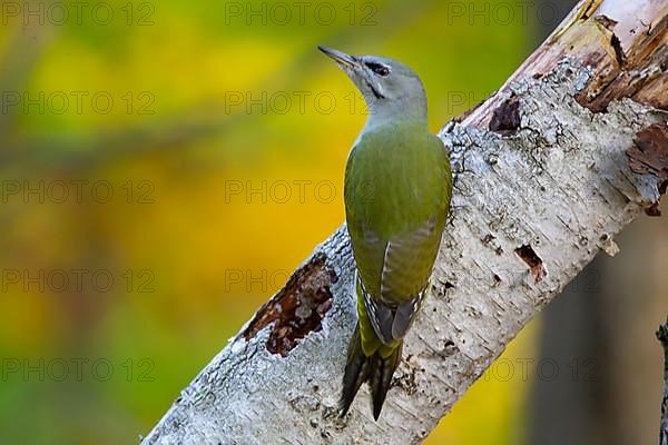 Grey-headed woodpecker