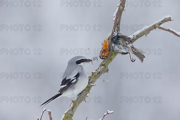 Great Grey Shrike