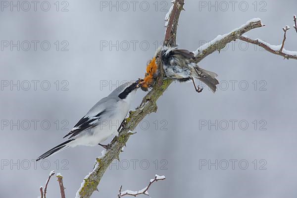 Great Grey Shrike