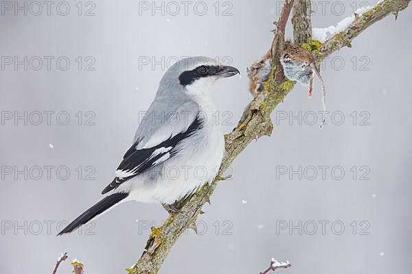 Great Grey Shrike