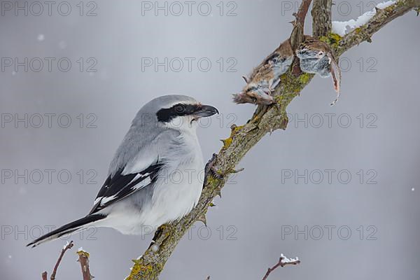 Great Grey Shrike