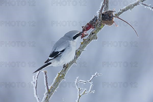 Great Grey Shrike