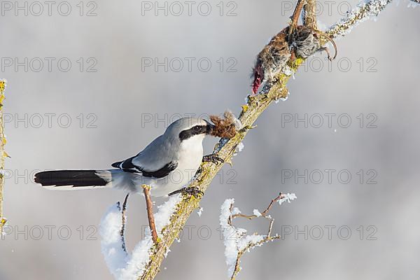 Great Grey Shrike