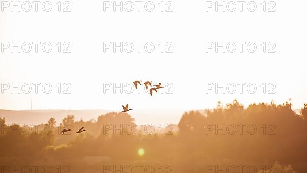 Mallards