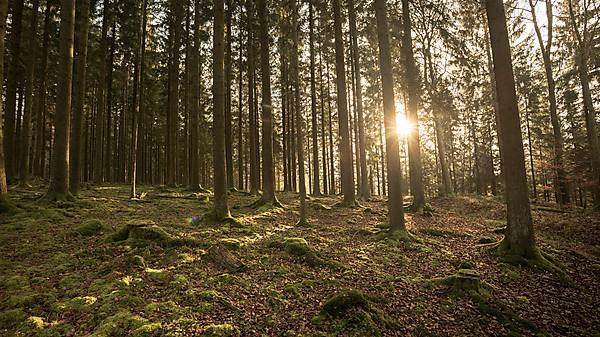 Coniferous forest on a slope with moss