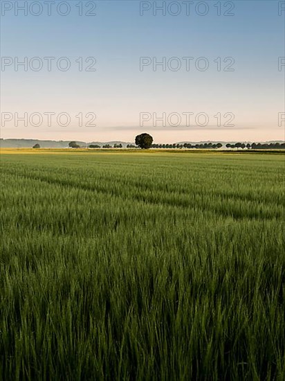 Barley field with group of trees on the horizon