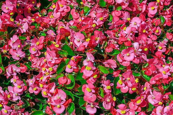 Flowering with busy lily