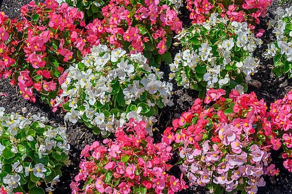 Flowering with busy lily