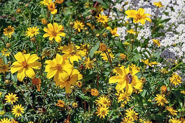 Yellow flowers with bee