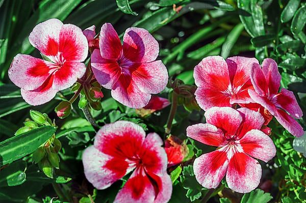 Petunias