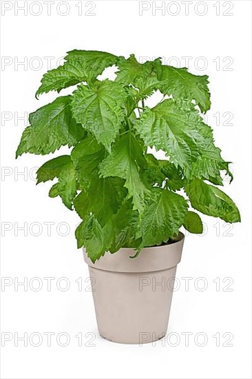Potted green 'Perilla frutescens var. crispa' herb plant isolated on white background