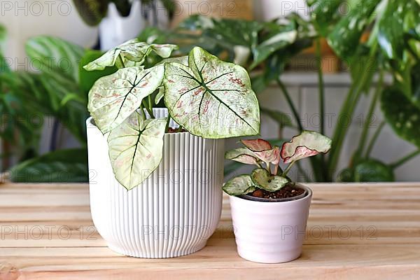 Exotic 'Caladium Bicolor Strawberry Star' and 'Caladium Peppermint' houseplants in flower pots on wooden table