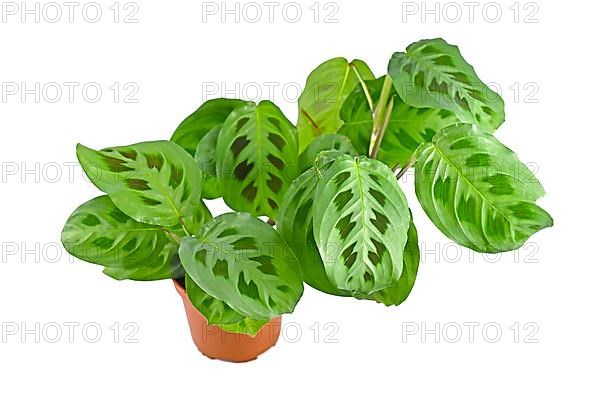 Lush exotic 'Maranta Leuconeura Kerchoveana' houseplant in flower pot isolated on white background