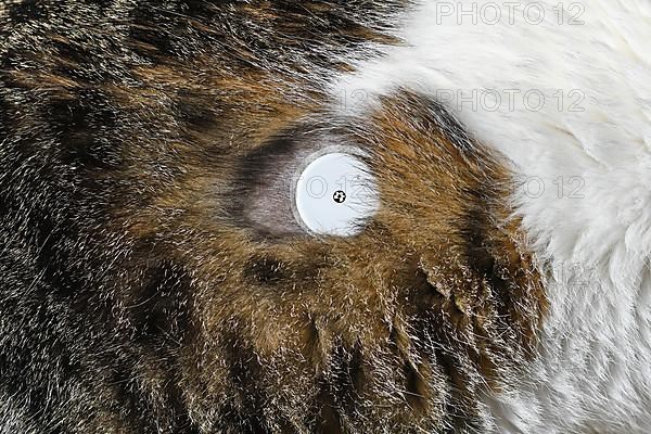 Small glucose monitoring sensor system on fur of cat with diabetes illness used to permanently keep track of blood sugar level