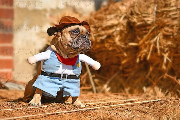 Cute French Bulldog dog wearing Halloween cowboy full body costume with fake arms and pants in front of hay bale
