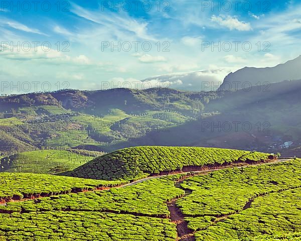 Vintage retro effect filtered hipster style image of green tea plantations. Munnar