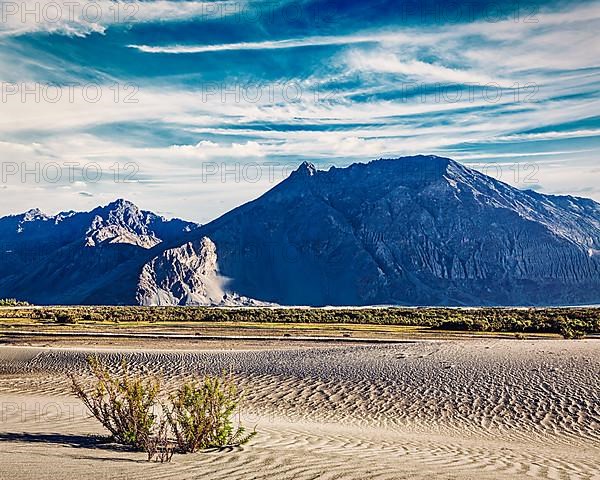 Vintage retro effect filtered hipster style image of sand dunes in Nubra valley in Himalayas. Hunder