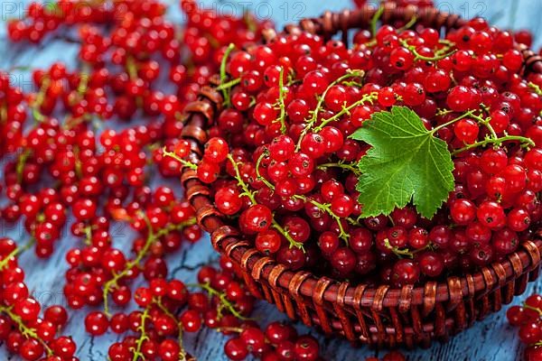 Redcurrant red currant berries in wicker bowl on kitchen table