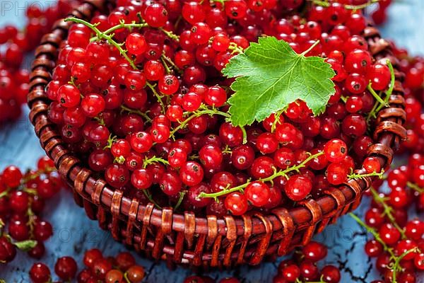 Redcurrant red currant berries in wicker bowl on kitchen table