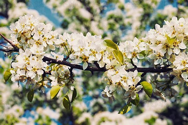 Vintage retro effect filtered hipster style image of apple tree blossoming branch in spring