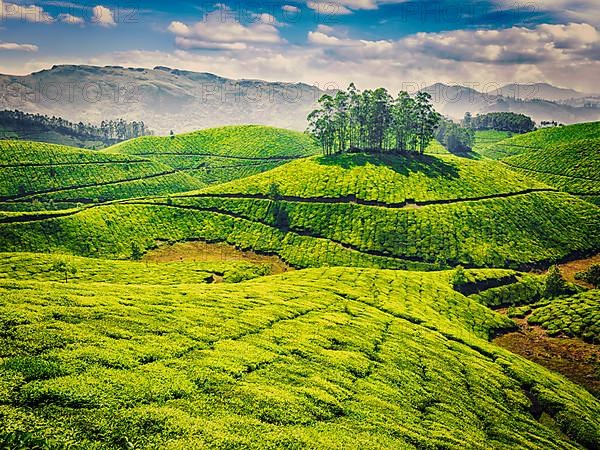 Vintage retro effect filtered hipster style image of green tea plantations. Munnar