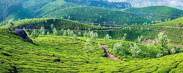Panorama of green tea plantations on sunrise in Munnar