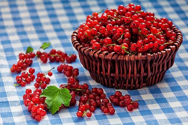 Redcurrant red currant berries in wicker bowl on kitchen table