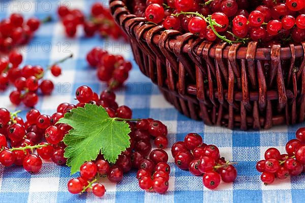 Redcurrant red currant berries in wicker bowl on kitchen table