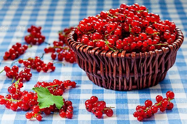 Redcurrant red currant berries in wicker bowl on kitchen table