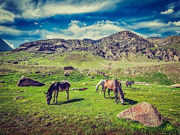 Vintage retro effect filtered hipster style image of horses grazing in Himalayas. Lahaul valley