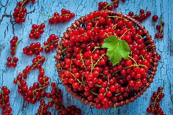 Redcurrant red currant berries in wicker bowl on kitchen table