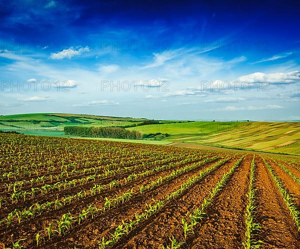 Rolling fields of Moravia