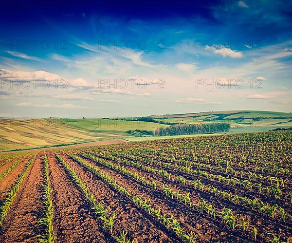 Vintage retro effect filtered hipster style image of rolling fields of Moravia