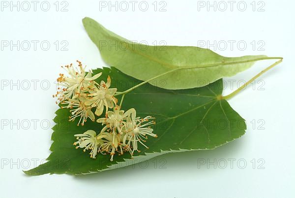 Lime blossoms of the large-leaved linden